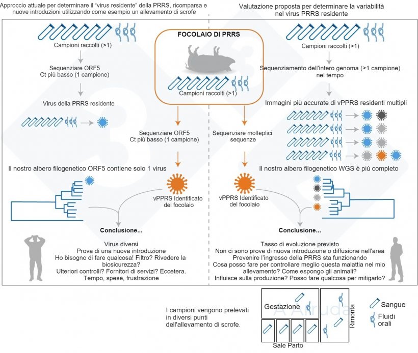 Figura 1. Illustrazione di un esempio dell&#39;attuale approccio abituale&nbsp;per determinare la variante del vPRRS all&#39;interno di un allevamento (pannello di sinistra) e la nostra proposta di valutazione per determinare la variabilit&agrave; del&nbsp;vPRRS residente (pannello di destra).
