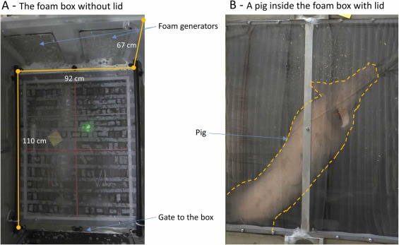 Fig. 1. L'ambiente chiuso con schiuma. A: Vista dell'ambiente chiuso dall'alto con il tetto rimosso. Sono mostrati il pavimento trasparente e il nastro antiscivolo trasparente. Il nastro rosso che divide il pavimento 
in quattro sezioni è evidenziato in questa foto. Sono mostrati i generatori di schiuma e lungo il pavimento è illustrato il sistema di impulso del getto di gas (tubi neri). B: Vista dall'alto della scatola in schiuma con un suino all'interno e la copertura chiusa. Il suino è evidenziato dalla linea tratteggiata arancione. I generatori di schiuma sono nella parte superiore dell'immagine (dalla testa del suino) e il cancello è sul retro (dietro la parte posteriore del maiale), come in A.