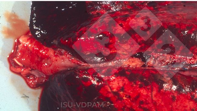 Figura 1: tipiche lesioni polmonari necroemorragiche associate alla caratteristica infezione da APP. Fonte: ISU-VDPAM.
