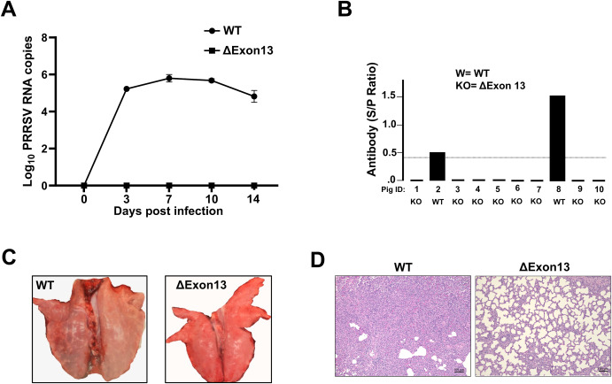 Fig. 2. I suini modificati ΔExon13 sono resistenti all'infezione da PRRSV-2. (A) Viremia durante la sfida con l'isolato PRRSV-2 NVSL. I campioni di siero sono stati raccolti ai giorni 0, 3, 7, 10 e 14 dpi (giorni post-infezione) e l'RNA virale è stato isolato e quantificato mediante RT-PCR (PCR in tempo reale). I risultati vengono visualizzati come log10 copie per reazione. PESO (N = 2); ΔEsone13 (N = 8). I dati sono espressi come medie ± DS. (B) Risposta anticorpale al PRRSV-2 durante la sfida. I campioni di siero sono stati analizzati per la presenza di anticorpi PRRSV utilizzando il test Idexx PRRSV X3 ELISA a 14 dpi. Un valore 