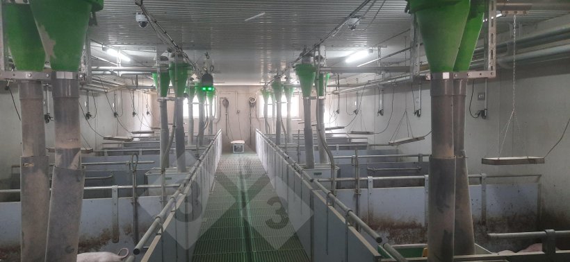 Dispositivo per la localizzazione dei suini senza taglio coda.
