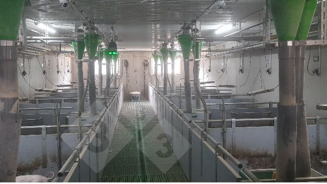 Dispositivo per la localizzazione dei suini senza taglio coda.