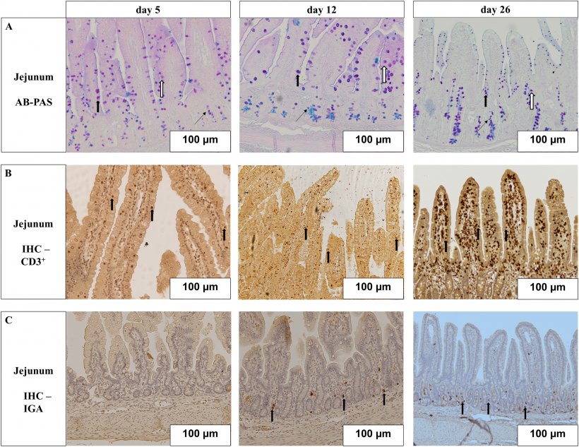Fig.1 Effetti acuti e persistenti dell'integrazione orale di glutammina sulla crescita, sulla proliferazione cellulare e sull'abbondante trascrizione delle proteine a giunzione stretta