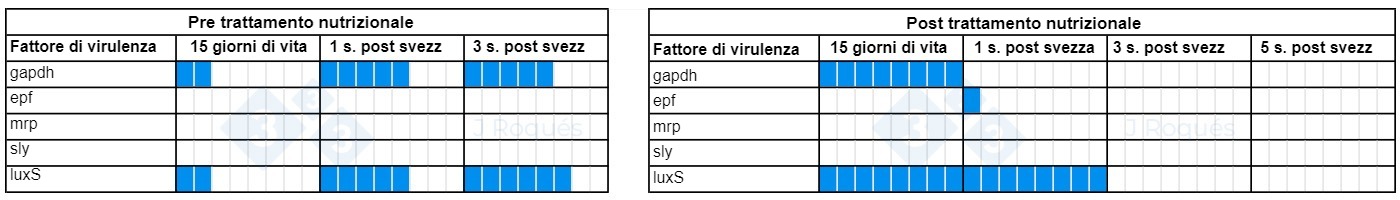 Tabella 1. Evoluzione dei fattori di virulenza rilevati nello Streptococcus suis dopo l&#39;incorporazione di SCFA e MCFA.
