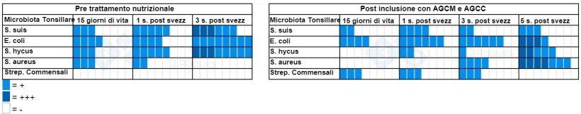 Tabella 2. Numero di campioni positivi alla coltura prima e dopo l'incorporazione di ACGM e SCFA.
