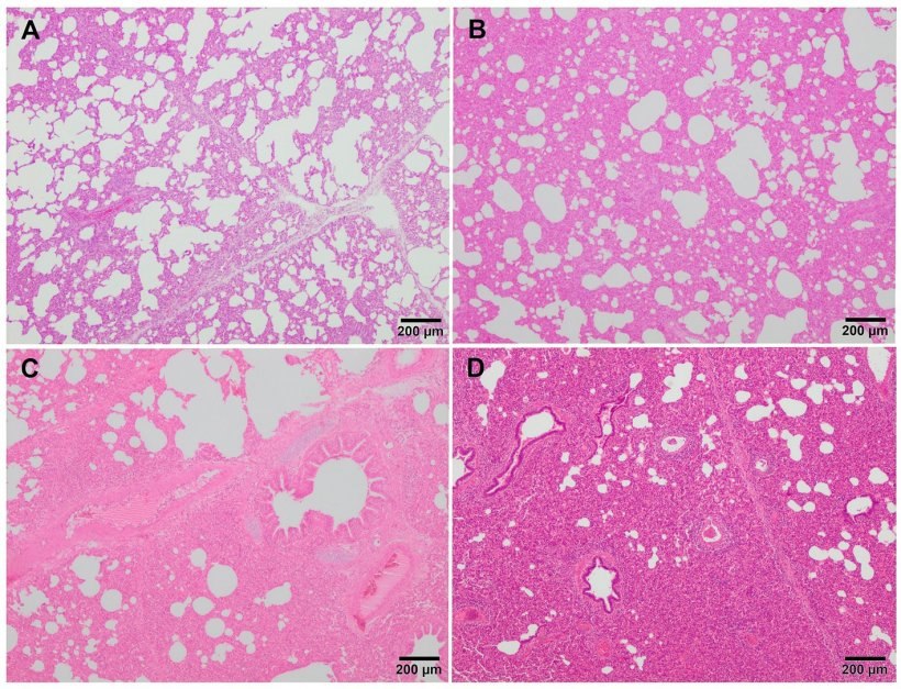 Figura 3. Immagini microscopiche del punteggio rappresentativo della polmonite interstiziale nei suini infetti da PRRSV-1. (A) Punteggio 1, polmonite interstiziale lieve. Lieve ispessimento dei setti alveolari a causa della minima infiltrazione di macrofagi e linfociti nel tessuto polmonare di un suinetto infetto dal ceppo 3249. (B) Punteggio 2, polmonite interstiziale moderata. Ispessimento delle pareti alveolari dovuto a moderata infiltrazione di macrofagi e linfociti nel tessuto polmonare di un suinetto infetto dal ceppo virulento Lena. (C) Punteggio 3, polmonite interstiziale diffusa moderata. Infiltrazione di macrofagi e linfociti sparsi nel tessuto polmonare di un suinetto infetto dal ceppo virulento Lena. (D) Punteggio 4, grave polmonite interstiziale diffusa nel tessuto polmonare di un suinetto infetto dal ceppo virulento Lena.