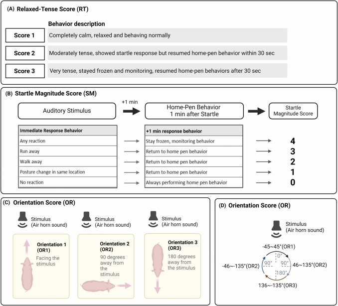 Fig. 2. (A) Il punteggio RT è stato utilizzato per valutare il grado di rilassamento comportamentale sottostante dei suini prima del test. Uno stato più teso era indicato da un numero maggiore. (B) Per determinare la SM di un suino, sono stati utilizzati due fattori: 1) esaminare la risposta immediata allo stimolo di spavento sonoro; e 2) osservare se il maiale è tornato al comportamento normale nel box entro 1 minuto oppure no. Quando un maiale non esprimeva alcuna reazione immediatamente dopo lo stimolo, gli veniva assegnato un punteggio SM pari a 0. I suini a cui erano stati assegnati punteggi SM da 1 a 3 mostravano risposte allo stimolo come descritto sopra e, in particolare, tornavano al comportamento normale entro 1 minuto. Indipendentemente da qualsiasi risposta iniziale, al suino veniva assegnato un punteggio di 4