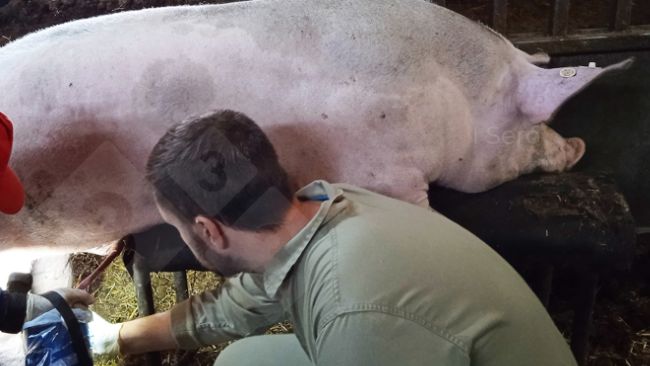 Foto 1. Prelievo dalla vena&nbsp;femorale durante la raccolta del seme.
