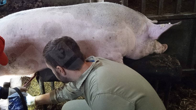 Foto 1. Prelievo dalla vena&nbsp;femorale durante la raccolta del seme.
