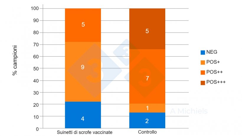 Figura 2. Campioni di fluido orale di suinetti di 5 e 8 settimane di et&agrave;. I suinetti provenienti da scrofe&nbsp;vaccinate (a sinistra) mostrano una forte riduzione nella prevalenza di B. bronchiseptica rispetto ai risultati del gruppo di controllo non vaccinato (a destra).
