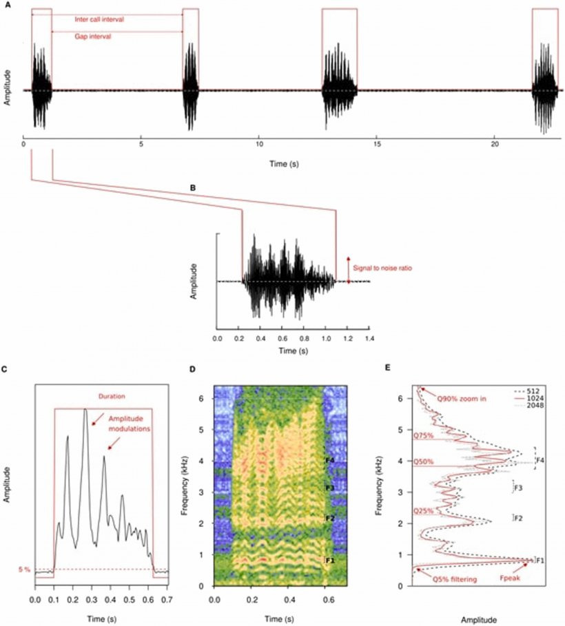 Fig. 1. Descrizione del comportamento vocale (A) e della struttura della vocalizzazione (B-E), e aspetti di durata e frequenza.