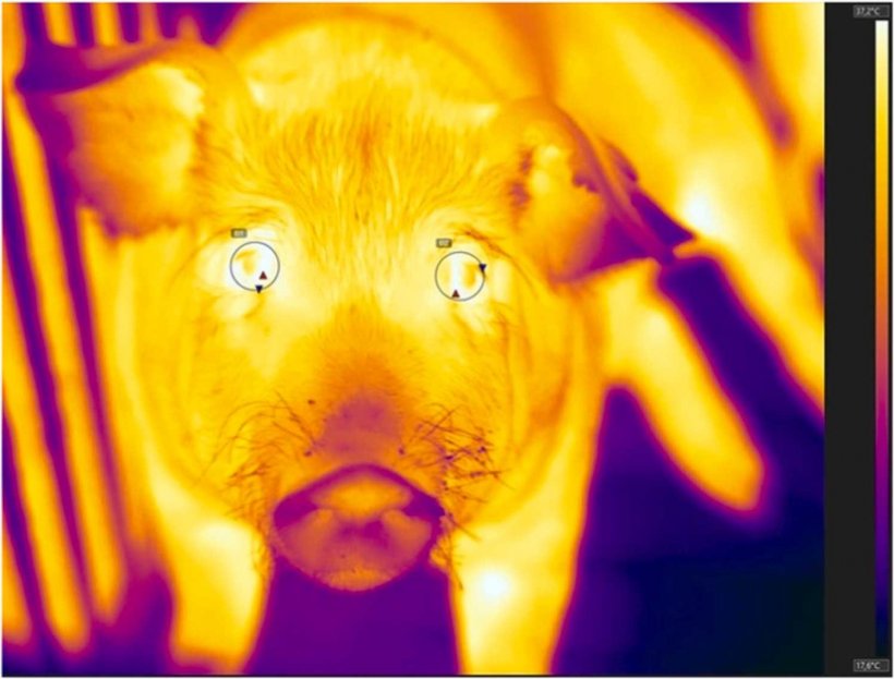 Fig. 3. Termogramma della vista frontale del muso del maiale che mostra la regione oculare. Da ciascun suino selezionato è stata scattata una sequenza di termogrammi di 5 secondi a 30 fotogrammi/s, ottenendo 150 fotogrammi, a circa -10 minuti, -5 minuti e +10 minuti rispetto al momento in cui lo sperimentatore è uscito dal recinto nel contesto positivo (vale a dire, paglia fresca disponibile) e il contesto negativo (vale a dire, nessuna paglia consegnata). Le regioni di ciascun occhio sono state delineate da ellissoidi dal software di analisi, posizionati in modo che la caruncola lacrimale fosse all'interno di ciascun ellissoide. Il pixel con la temperatura più alta, indicato dai triangoli rossi, è stato utilizzato come misura IRT e il punto dati è stato calcolato come la media degli occhi.