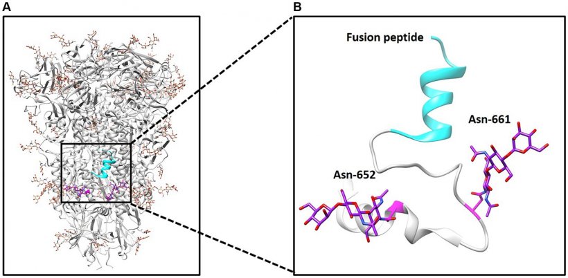 Figura 1. Struttura della proteina spike PDCoV. (A) Sono illustrati la struttura del trimero di punta e dei glicani N-legati in superficie. (B) Sono stati illustrati glicani N-legati nelle posizioni 652 e 661 e il peptide di fusione.