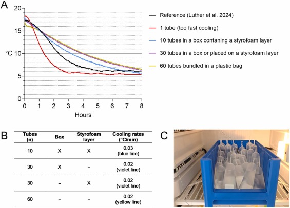 Fig. 1. Raffreddamento consigliato da 17 ± 1 °C a 5 ± 1 °C dopo la conservazione del seme appena diluito per 16–24 h a 17 °C. A: Curve di raffreddamento consigliate per dosi seminali da 10–60  senza o con isolamento diverso in un frigorifero a 5 °C. La curva di riferimento con una velocità di raffreddamento di 0,04/min (linea nera) è stata ottenuta utilizzando un frigorifero programmabile (Luther et al. 2024). Il raffreddamento diretto di una singola dose senza isolamento in un frigorifero a 5 °C (velocità di raffreddamento: 0,07 °C/min; linea rossa) riduce la qualità dello sperma. B: Esempio per posizionare un numero di sosi seminali in un frigorifero a 5 °C ottenendo curve di raffreddamento appropriate. C: Immagine di 30 dosi in una scatola di plastica posta in un frigorifero a 5°C. Notare i sottili cavi verdi del sensore per la misurazione continua della temperatura all'interno delle dosi campione e all'esterno della scatola durante l'esperimento.