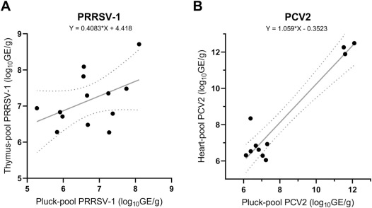 Fig. 1. Grafico a dispersione di (A) campioni positivi al virus della sindrome riproduttiva e respiratoria suina 1 (PRRSV-1) e (B) al circovirus suino di tipo 2 (PCV2). Le cariche virali nei singoli pool di organi (timo per PRRSV-1, cuore per PCV2) sono presentate sul rispettivo asse Y, mentre le cariche virali dei pool di raccolta rivalutati sono rappresentate sull'asse X. La linea grigia continua è stata calcolata utilizzando la regressione lineare semplice, con l'equazione corrispondente fornita nella figura. Le linee tratteggiate illustrano le barre di errore. La semplice equazione di regressione lineare e le barre di errore sono state calcolate con GraphPad Prism 9.0.0 per Windows (software GraphPad).