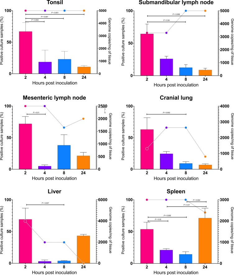 Fig. 2. – Andamenti temporali nelle prime 24 ore dopo l'inoculazione di suini S. equi subsp. zooepidemicus. Linee e cerchi indicano la percentuale di campioni (suini) positivi per S. equi subsp. zooepidemicus mediante coltura batterica. Le barre rappresentano il numero medio di copie del genoma patogeno per mg di tessuto, i baffi indicano la deviazione standard della media.