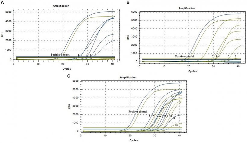 Figura 4. Curve di amplificazione dei campioni clinici (N =  96). (A) Cinque campioni positivi di ceppi di genotipo I del virus della PSA (n. 1–5). (B) Sei campioni positivi di ceppi di genotipo II del virus della PSA (n. 1–6). (C) Sei campioni positivi di ceppi ricombinanti di genotipo I e II del virus della PSA (n. 1–12). Le linee blu rappresentano il gene MGF_110-1L e le linee gialle rappresentano il gene O61R.