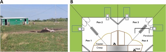 Fig. 1. Lo spazio chiuso e lo spazio esterno erboso circostante. Immagine della baita e dello spazio esterno erboso (A). Organizzazione interna (B). Ogni recinto (4 m²) era dotato di un'area nido (riscaldata o meno) (0,85 m²), una mangiatoia, protezione antischiacciamento dei suinetti (cerchi negli angoli), una barriera antischiacciamento (rettangoli sui lati) e porte per uscita all'esterno. la zona; due box erano dotati di pendolo. L'area esterna collegata a ciascun box misurava 300 m² ma un'area più piccola (0,8 m x 2 m) è stata delimitata fino all'età di 11 giorni. Figura non in scala.