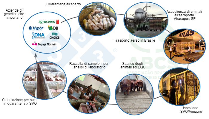 Figura 1. Immagini che illustrano la sequenza delle operazioni di importazione di animali riproduttori, dal Paese di origine e destinati al Brasile per rispettare la quarantena in EQC e successivo popolamento negli allevamenti GRSC (immagini fornite dalle aziende). Fonte: ABCS.
