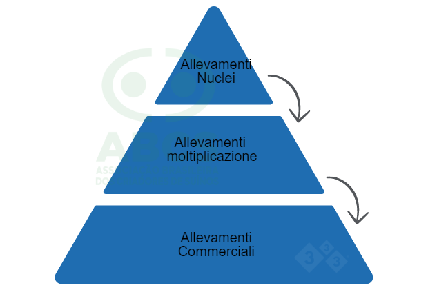 Figura 2: Struttura piramidale di un programma di miglioramento genetico suino. I Core Farms (Allevamento Nucleo) sono il vertice della piramide e dove si trovano allevamenti puri o sintetici (con suini ad alto valore genetico). Le Multiplier Farm moltiplicano il materiale genetico prodotto nelle Core Farm. Gli allevamenti commerciali ricevono materiale genetico da Multiplier Farms e sono suini destinati al commercio. Fonte: ABCS, 2013.
