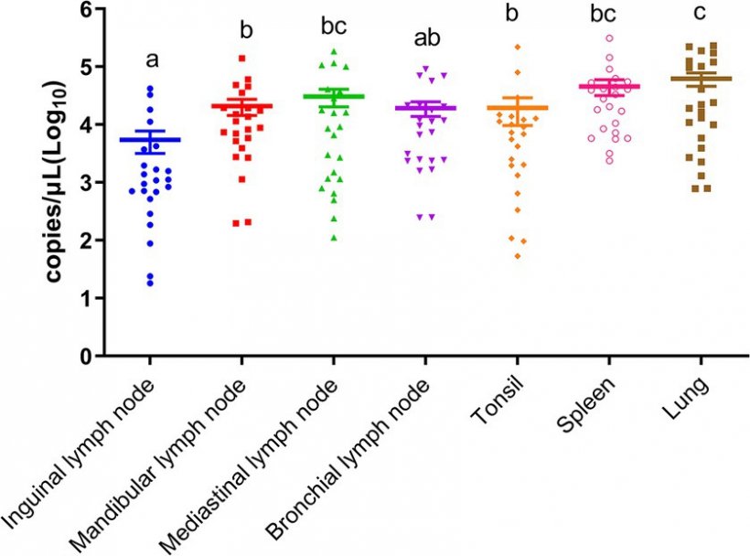 Figura 1. Cariche virali di PSA nei linfonodi inguinali, linfonodi mandibolari, linfonodi mediastinici, linfonodi bronchiali, tonsille, milza e polmoni. Lettere diverse indicano differenze statistiche significative (p  0,05)