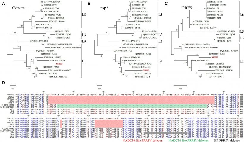 Figura 1. Isolamento del virus GS2022 da un campione polmonare di un suinetto mortale. (A) Il ceppo GS2022 è stato isolato utilizzando PAM. Il CPE causato dall'inoculazione della sospensione polmonare è stato osservato a ~48 hpi. L'espressione della proteina PRRSV N è stata ulteriormente rilevata mediante IFA. Le barre della scala per le immagini in campo chiaro e fluorescenti sono 200 μm e 100 μm. (B) Il virus GS2022 non può stabilire l'infezione nelle cellule Marc-145. MARC-145 è stato inoculato rispettivamente con il ceppo isolato GS2022 e HP-PRRSV TA-12. A 48 hpi, è stato condotto il rilevamento IFA della proteina N per monitorare la replicazione virale. La barra della scala è 50 μm.