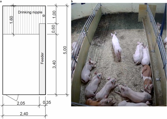 Fig. 1. (a) Progetto di recinto per suini da ingrasso da circa 10 settimane di età alla macellazione, pavimento in cemento continuo per l'area di riposo e pavimento in grigliato, 12 m2 (1,2 m2 per suini) in totale, (b) Istantanea dal video per illustrare la tipologia di box in uso.