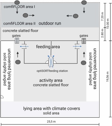 Fig. 1. Disegno schematico di un recinto del sistema di stabulazione in gruppo numeroso con accesso all&#39;esterno gestito da cancelli controllati da computer. La stazione di alimentazione &ldquo;optiSORT&rdquo; separava l&#39;area di alimentazione dalle aree di attivit&agrave; e di riposo. Ciascuna zona di alimentazione aveva una porta di uscita a senso unico. I semicerchi indicano le porte, la zona grigia indica il pavimento a grigliato di cemento, la zona bianca indica il pavimento pieno di cemento, la zona grigio chiaro indica la zona coperta e destinata al riposo suddivisa in sette box, la zona grigio scuro indica il comfiFLOOR, le linee tratteggiate indicano la&nbsp;recinzione del percorso all&#39;aperto, i cerchi indicano le telecamere installate e le frecce indicano la direzione di videoregistrazione. Creato con BioRender.com.
