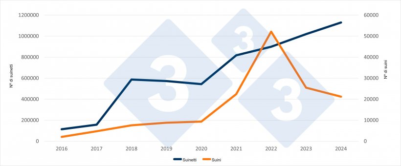 Importazioni spagnole di suinetti e suini olandesi nella prima met&agrave; del 2016-2024. Fonte: 333 sulla base dei dati RVO.
