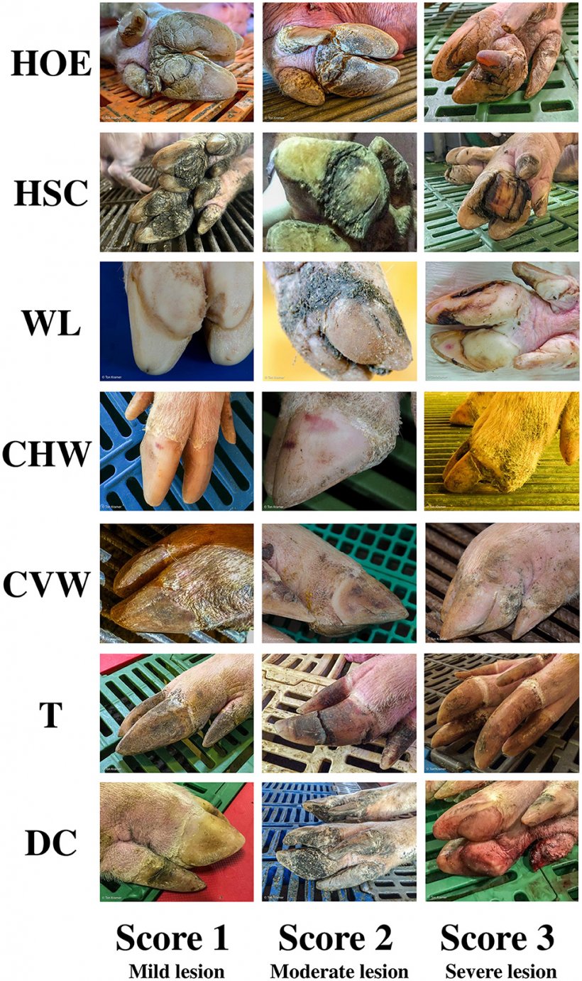 Figura 1. Sistema di punteggio delle lesioni dell'unghia della scrofa. Lesioni: crescita eccessiva del tallone ed erosione (HOE); fessurazione tallone-suola (HSC); linea bianca (WL); crepe della parete orizzontali (CHW) e verticali (CVW); dita troppo cresciute (T); speroni (DC).