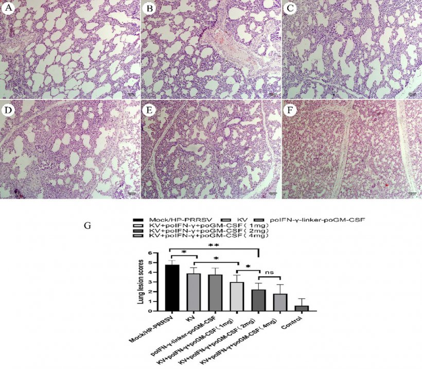 Figura 6:A–F—I criteri di punteggio delle lesioni polmonari erano basati sui risultati istopatologici polmonari con colorazione H&E, con campioni rappresentativi corrispondenti a punteggi da 0 a 5, come mostrato (100X). G—I punteggi delle lesioni polmonari differivano tra i gruppi; le barre orizzontali sopra il grafico a barre indicano risultati che differivano significativamente tra i gruppi. HP-PRRSV = Virus della sindrome riproduttiva e respiratoria suina altamente patologica. KV = Vaccino a virus ucciso. NS = Non significativo. poGM-CSF = Fattore stimolante le colonie di granulociti-macrofagi suini. poIFNγ = Interferone-γ suino. *P < 0,05; **P < 0,01.
Fonte: American Journal of Veterinary Research 85, 8; 10.2460/ajvr.24.02.0025