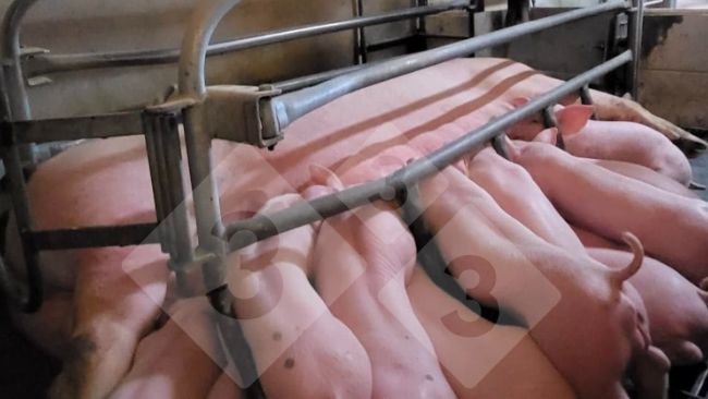 Immagine 1. Sistema di alimentazione di precisione in sala parto (foto di cortesia di Nosia).