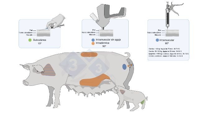 Figura 3. Punti di applicazione e tipologie di vaccini nei suini e nei suinetti
