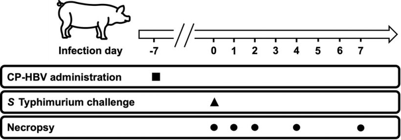 Figura 1
Diagramma del protocollo di studio. Il veleno di ape incapsulante poli(lattide-co-glicolide) rivestito di chitosano (CP-HBV) è stato somministrato per via intranasale 7 giorni prima della sfida con Salmonella Typhimurium. I maiali sono stati sfidati sperimentalmente con S. Typhimurium 1 settimana dopo la somministrazione di CP-HBV. L'autopsia è stata eseguita a 0, 1, 2, 4 e 7 giorni dopo l'infezione per raccogliere campioni di feci, sangue e tessuti. Fonte: American Journal of Veterinary Research 85, 9; 10.2460/ajvr.24.03.0086