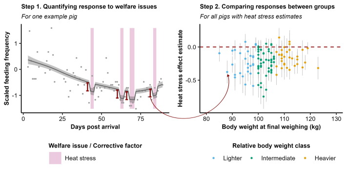 Fig. 1. Un esempio grafico delle analisi eseguite. Il grafico a sinistra mostra il primo passaggio, che è stato eseguito per ogni suino individualmente. Per ogni componente di alimentazione, qui la frequenza di alimentazione, abbiamo adattato una curva regolare attraverso la serie temporale scalata, a cui abbiamo aggiunto effetti fissi per ogni tipo di problema di benessere (o fattore correttivo) che il suino aveva incontrato, qui solo lo stress da calore. Il modello ha quindi stimato l'effetto di ogni problema di benessere sull'andamento temporale regolare del componente di alimentazione (ad es. cali o aumenti nella curva, una stima per problema di benessere) e per ogni problema di benessere abbiamo estratto questa stima e il suo errore. Queste stime sono state il nostro primo risultato, che mostra la variazione nelle risposte dei suini ai problemi di benessere. Successivamente, nel passaggio 2 (grafico a destra), le stime degli effetti e gli errori di stima di ogni suino e problema di benessere sono stati utilizzati per vedere se le risposte ai problemi di benessere (ad es. le stime) differivano tra i gruppi di suini. I suini sono stati suddivisi in sottogruppi, in questo caso suini con peso corporeo relativo basso, intermedio o alto, e per ciascun sottogruppo è stato valutato se le stime dell'effetto combinato differissero significativamente da zero (la linea rossa tratteggiata), dove zero indicava che non c'era alcun cambiamento nella componente alimentare durante la questione del benessere.