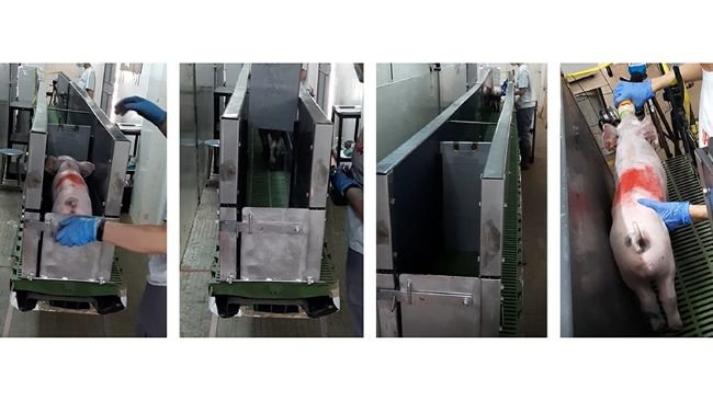 Figura 1. Pista di 4 m di lunghezza e 30 cm di larghezza, elevata a 1,2 m dal pavimento utilizzata per il test di apprendimento avversivo. Dopo un totale di 14 sessioni di addestramento, 72 suinetti hanno attraversato questa pista fino alla fine e, a questo punto, 24 sono stati vaccinati per via intramuscolare, 24 con un sistema intradermico senza aghi e 24 non vaccinati. Dopo questa esperienza, il test è stato ripetuto e i tempi registrati sono stati utilizzati come segni di avversione al processo di vaccinazione.