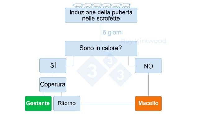 Figura 2: Protocollo proposto in base alla risposta del trattamento di induzione della pubert&agrave;. Nota: se si osserva &lt;70% delle scrofette in calore 6 giorni dopo il trattamento--&gt; &egrave; probabile che si abbiano problemi con il rilevamento del calore.
