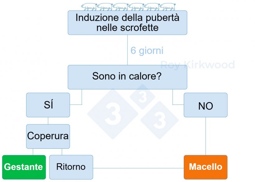 Figura 2: Protocollo proposto in base alla risposta del trattamento di induzione della pubert&agrave;. Nota: se si osserva &lt;70% delle scrofette in calore 6 giorni dopo il trattamento--&gt; &egrave; probabile che si abbiano problemi con il rilevamento del calore.
