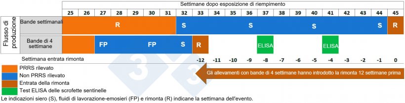 Figura 2. Comparazione dell&#39;entrata della rimonta tra allevamenti con bande settimanali e bande di 4 settimane.
