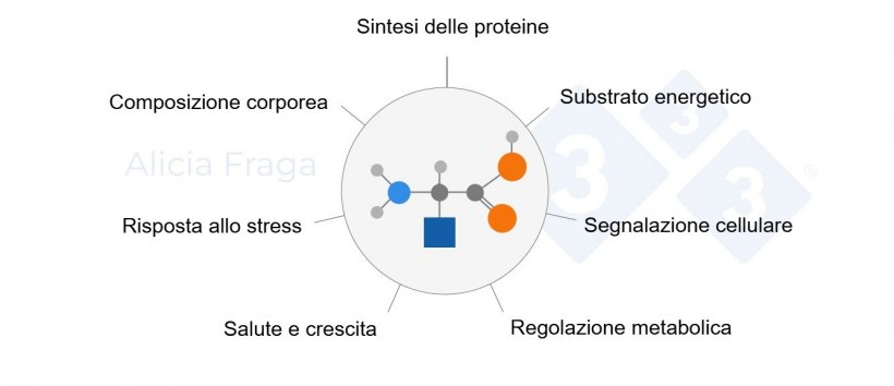 Figura 1. Funzioni generali degli aminoacidi funzionali.
