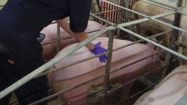 Scrofetta in calore che mostra il riflesso d'immobilità e il riflesso dell'orecchio