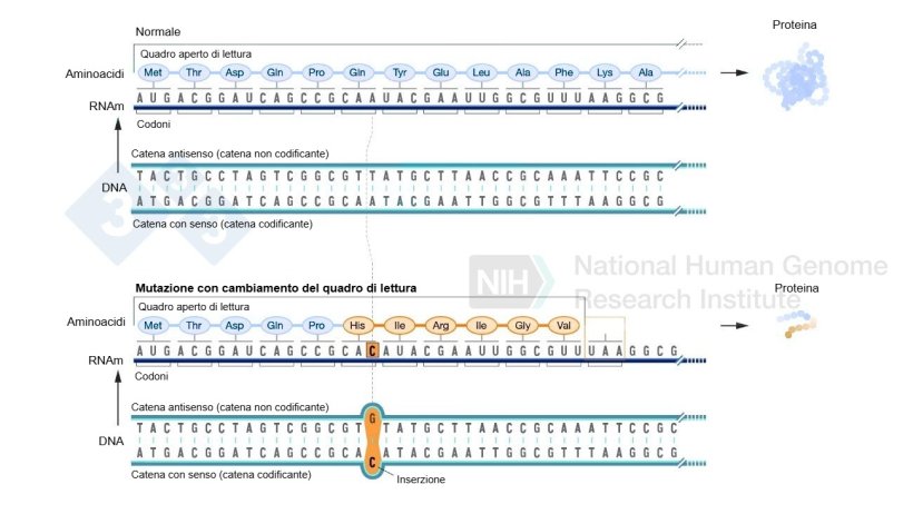 Figura 2. Esempio dell'inserimento di un nucleotide che rappresenta un cambiamento nel frame di lettura e determina la formazione di aminoacidi diversi da quelli normali e infine un codone di stop che arresta la formazione di pi&ugrave; aminoacidi per quella proteina. Fonte: https://www.genome.gov/es/genetics-glossary/Mutacion-con-cambio-del-marco-de-lectura
