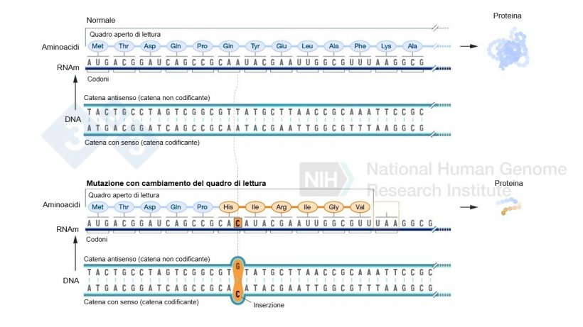 Figura 2. Esempio dell&#39;inserimento di un nucleotide che rappresenta un cambiamento nel frame di lettura e determina la formazione di aminoacidi diversi da quelli normali e infine un codone di stop che arresta la formazione di pi&ugrave; aminoacidi per quella proteina. Fonte: https://www.genome.gov/es/genetics-glossary/Mutacion-con-cambio-del-marco-de-lectura
