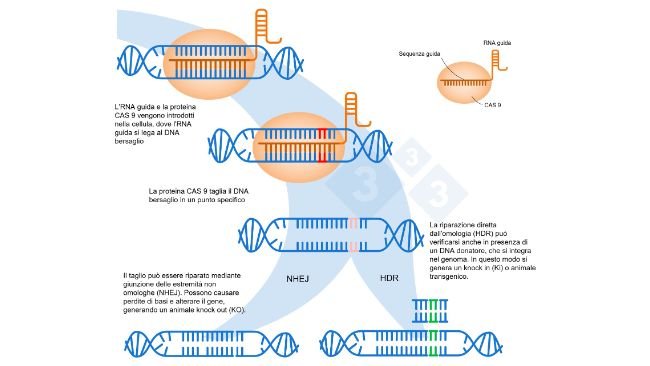 Figura 1. Modifica genetica utilizzando il sistema CRISPR-Cas9. Un RNA guida (sgRNA) riconosce una regione genomica specifica, che dirige l&#39;endonucleasi del DNA Cas9. Questo enzima produce una rottura nei due filamenti del DNA nel punto preciso. Adattato da: https://es.moleculardevices.com/applications/gene-editing-with-crispr-engineering
