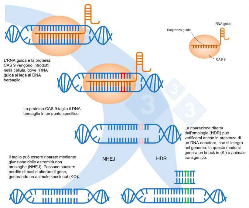 Figura 1. Modifica genetica utilizzando il sistema CRISPR-Cas9. Un RNA guida (sgRNA) riconosce una regione genomica specifica, che dirige l&#39;endonucleasi del DNA Cas9. Questo enzima produce una rottura nei due filamenti del DNA nel punto preciso. Adattato da: https://es.moleculardevices.com/applications/gene-editing-with-crispr-engineering
