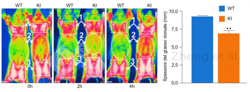 Figura 3: Le immagini a infrarossi sono state scattate a 0, 2 e 4 ore dopo l&#39;esposizione al freddo in suini di 6 mesi. Spessore del grasso dorsale in suinetti da 20 kg. Fonte: Zheng et al. (2017). &laquo;Reconstitution of UCP1 using CRISPR/Cas9 in the white adipose tissue of pigs decreases fat deposition and improves thermogenic capacity&raquo;.&nbsp;Proc Natl Acad Sci U S A 114(45): E9474-E9482.
