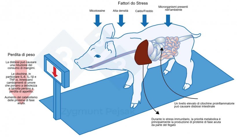 Figura 1. Uno dei costi aggiuntivi di un&#39;allerta prolungata &egrave; la diminuzione dell&#39;appetito e, di conseguenza, un periodo di ingrassamento pi&ugrave; lungo. Poich&eacute; la pressione degli stress ambientali influisce in modo diverso su ogni animale, si verificher&agrave; una differenziazione nel peso dei suinetti svezzati o dei suini da ingrasso della stessa et&agrave;. Le differenze di peso tra animali della stessa et&agrave; possono avere gravi conseguenze economiche. Inoltre, soprattutto negli animali giovani, una dieta priva di nutrienti essenziali per aumentare la resistenza anti-infettiva pu&ograve; rendere gli animali pi&ugrave; vulnerabili. Effetti dello stress su immunit&agrave;, salute e produttivit&agrave;, Z. Pejsak, 2023, 3tre3.com
