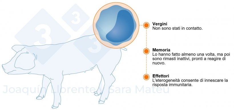 Figura 2. Stadi funzionali dei linfociti.
