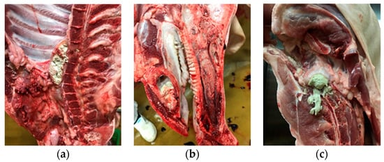 Figure 2. Osteomieliti in differenti posizioni della carcassa: (a) area toracica; (b) area anteriore; (c) area posteriore.