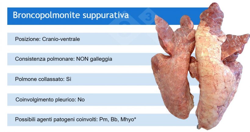 Pm: Pasteurella multocida; Bb: Bordetella bronchiseptica; M.hyo: Mycoplasma hyopneumoniae.
*Il Mhyo &egrave; spesso coinvolto nella broncopolmonite suppurativa in quanto agente patogeno scatenante (che causa per primo la polmonite broncointerstiziale).
